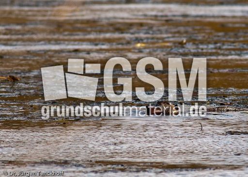 Nutria (12 von 25).jpg